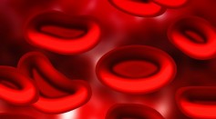 blood cells