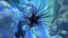 Deadly Pathogen Kills Sea Urchins, Threatens Coral Reefs in Global Epidemic