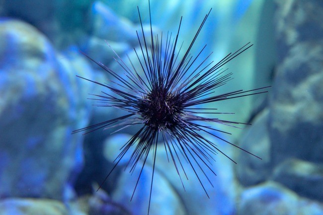 Deadly Pathogen Kills Sea Urchins, Threatens Coral Reefs in Global Epidemic