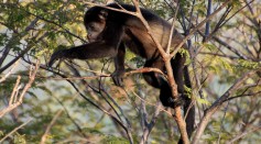 howler monkey