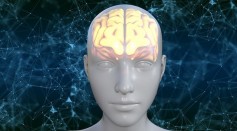 Human Brain Can Store 10X More Information Than Previously Thought Based on Synaptic Plasticity [Study]