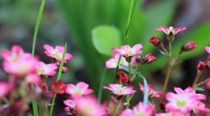 Extinct Plant Reintroduced to Secret UK Location: What is the Rosy Saxifrage?