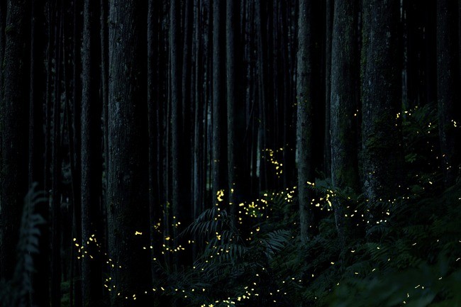  Synchronous Fireflies Illuminate the Night at Congaree National Park: Nature's Mesmerizing Light Show
