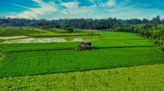 Cloacibacterium in Action: Tiny Organism Shows Potential in Fighting Climate Change by Reducing Nitrous Oxide in Farm Field