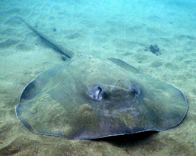 Charlotte The Virgin Stingray May Not Be Pregnant But Sick and Dying of Illness [REPORT]