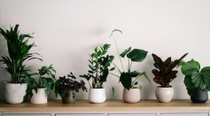 Super Plant Transforms Indoor Air Purification with Bioengineering