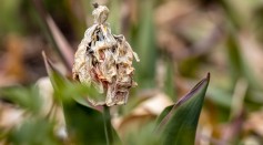 Can Plants Die of Old Age? How Long Can They Live?