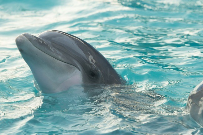 The Dolphin Communication Project, an Attempt at Interspecies Dialogue