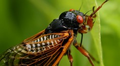 Cicadas Turn Into Hypersexual 'Zombies' Due to Fungus That Dismembers Them