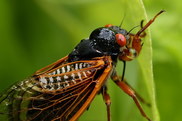 Cicadas Turn Into Hypersexual 'Zombies' Due to Fungus That Dismembers Them