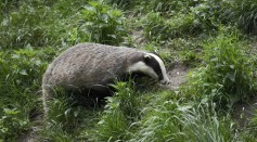 badger