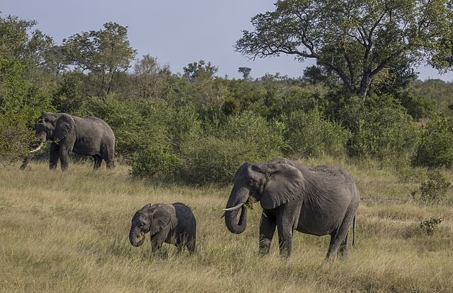 Wild African Elephants Use Distinctive, Rumbling Sounds Akin to Individual Names