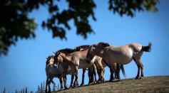 Przewalski’s Horses Return to Kazakhstan Steppes from European Zoos After Two Centuries