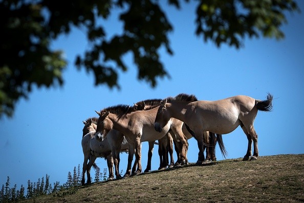 Przewalski’s Horses Return to Kazakhstan Steppes from European Zoos After Two Centuries