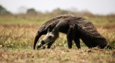 anteater