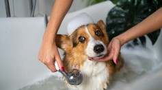 Washing pet dog at home