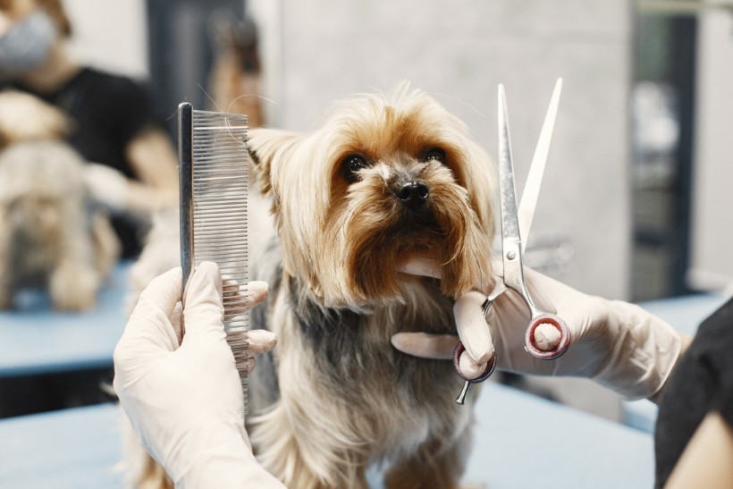 Woman shears a dog