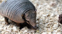 armadillo