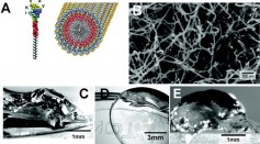 Peptides With Unique Properties Can Assemble Into Rigid Glass and Heal If Cracked When Combined With Water [Study]