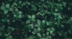 Plants Possess a Form of Intelligence and Are Capable of Solving Problems [Study]