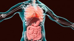 Structural Problem May Cause Body Organs To End Up Where They Are Not Supposed To Be; What Is Situs Inversus Totalis and Why Does It Happen?