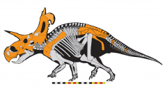 Giant Horned Dinosaur Discovered in Ancient Swamps in Montana; What Makes Lokiceratops Rangiformis an Extraordinary Species?