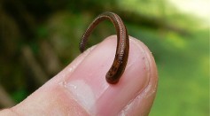 Madagascar's Leaping Leeches Caught on Video