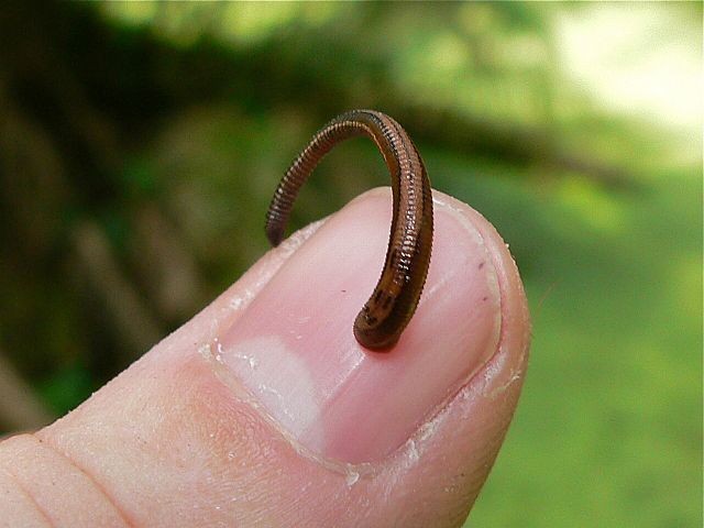 Madagascar's Leaping Leeches Caught on Video