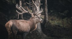 Reindeer With Glow-in-the-Dark Antler Goes Viral; What's the Reason Behind It?