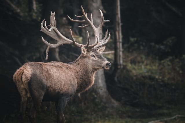 Reindeer With Glow-in-the-Dark Antler Goes Viral; What's the Reason Behind It?