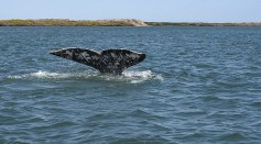 Gray Whales Are Veering Off Normal Routes, Swimming Under Golden Gate Bridge Where There's a Lot of Ship Traffic; Why Are They Doing This?