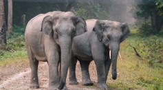 World's Smallest Elephant Confirmed as Endangered Subspecies