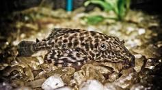 Fish That Lives Without Water? How Plecostomus Survives Dry Conditions Through Hibernation