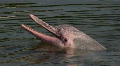 Pink Dolphin Photos Off North Carolina Coast: Real or Fake? Do They Actually Exist?
