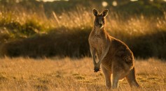 Kangaroo