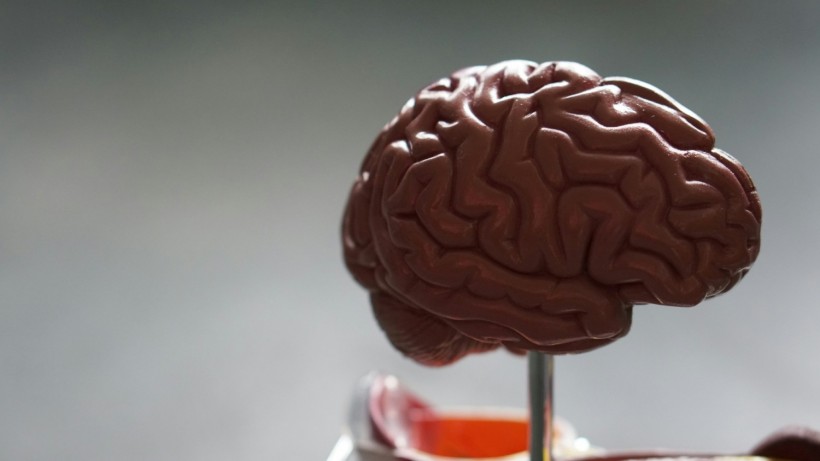 Unpacking the Science: How Our Brains Process New Information