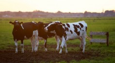 Cow Flu Can Be Eliminated But Scientists Doubt Due to Lack of Cooperation