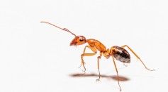 Carpenter Ants in Florida Perform Life-Saving Surgery on Peers, Scientists Discover 