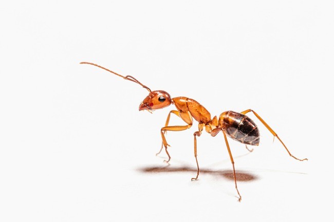 Carpenter Ants in Florida Perform Life-Saving Surgery on Peers, Scientists Discover 