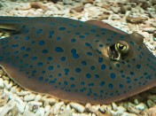 Bluespotted Ribbontail Ray Nanostructures Unveiled for Electric Blue Spot Coloration