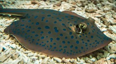 Bluespotted Ribbontail Ray Nanostructures Unveiled for Electric Blue Spot Coloration