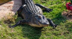 Watch Florida Man Asks Help From Alligator to Open Beer Can; Are Gators Dangerous?