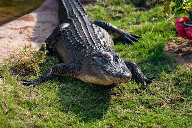 Watch Florida Man Asks Help From Alligator to Open Beer Can; Are Gators Dangerous?