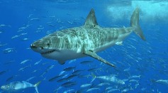 Large Sharks Tracked in US Waters Amid Multiple Attacks on 4th of July