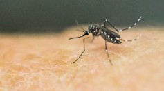 Mosquito Considered as The World's Deadliest Creature Lurking in Your Backyard, CDC Says