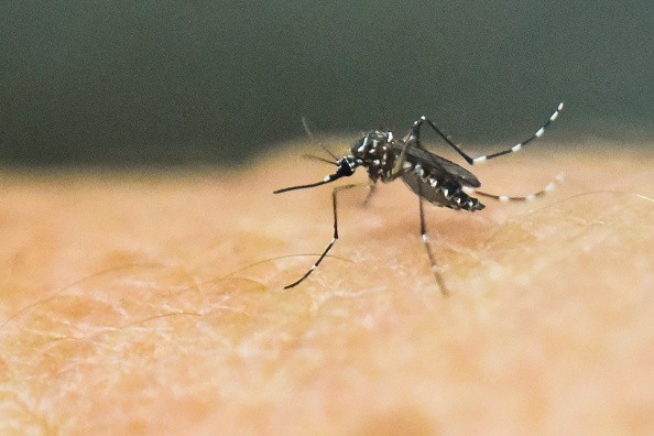 Mosquito Considered as The World's Deadliest Creature Lurking in Your Backyard, CDC Says