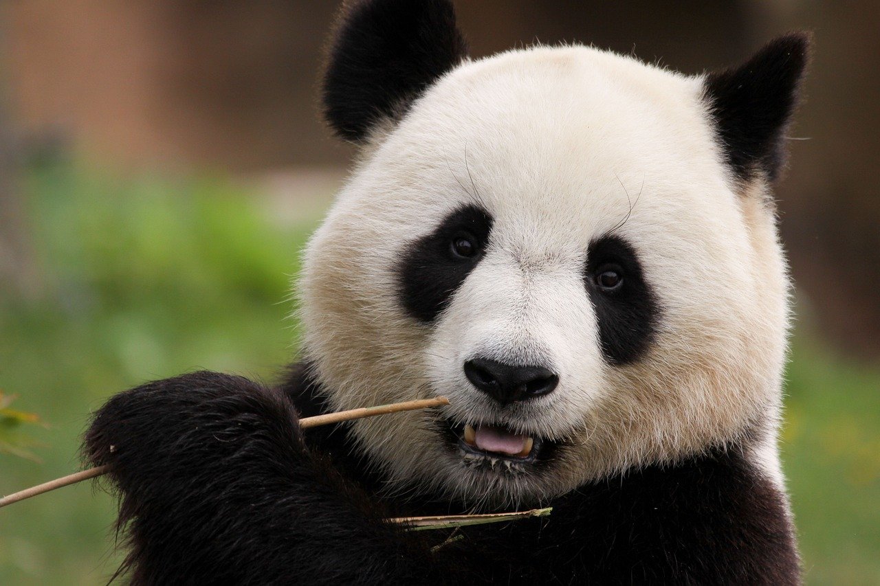 Giant Pandas in San Diego Zoo Revealed in First Images After Arriving