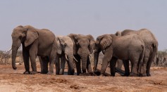 elephants