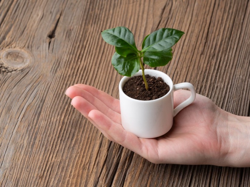 Close-up hand holding small cup with plant