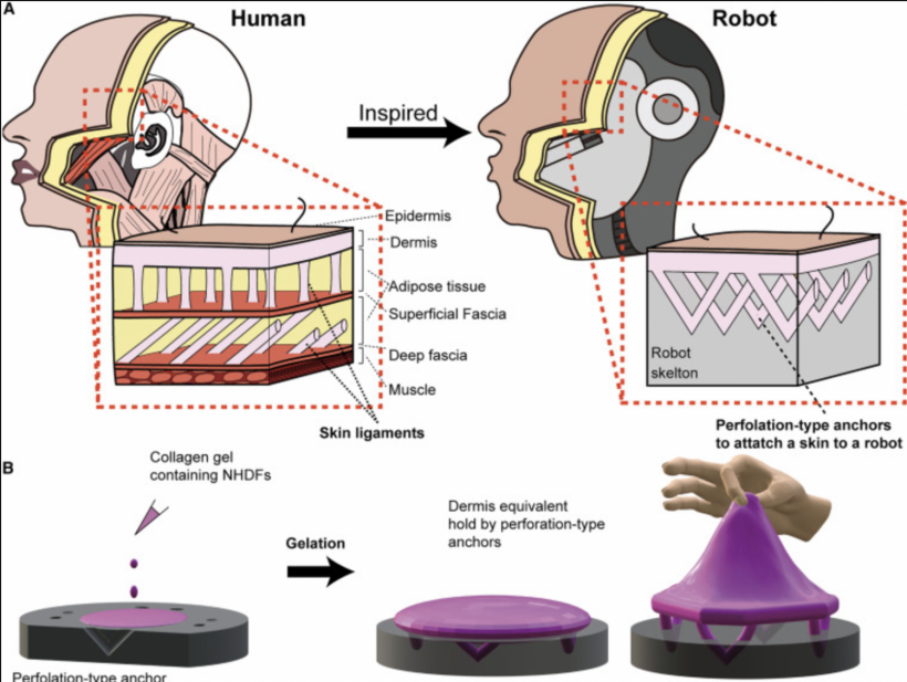 Conceptual illustration of the tissue-fixation method using perforation-type anchor